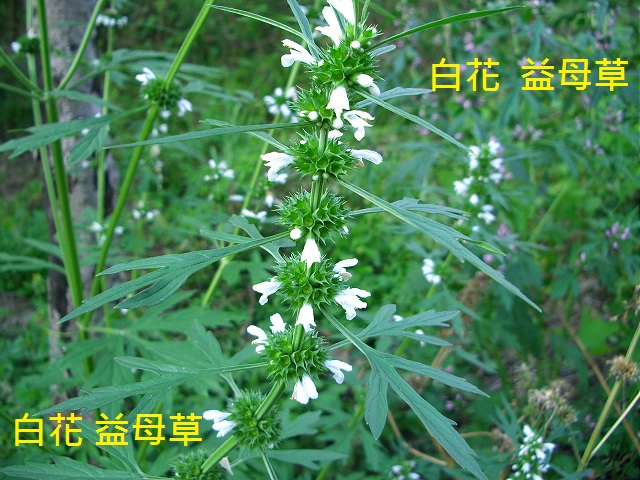白花  益母草