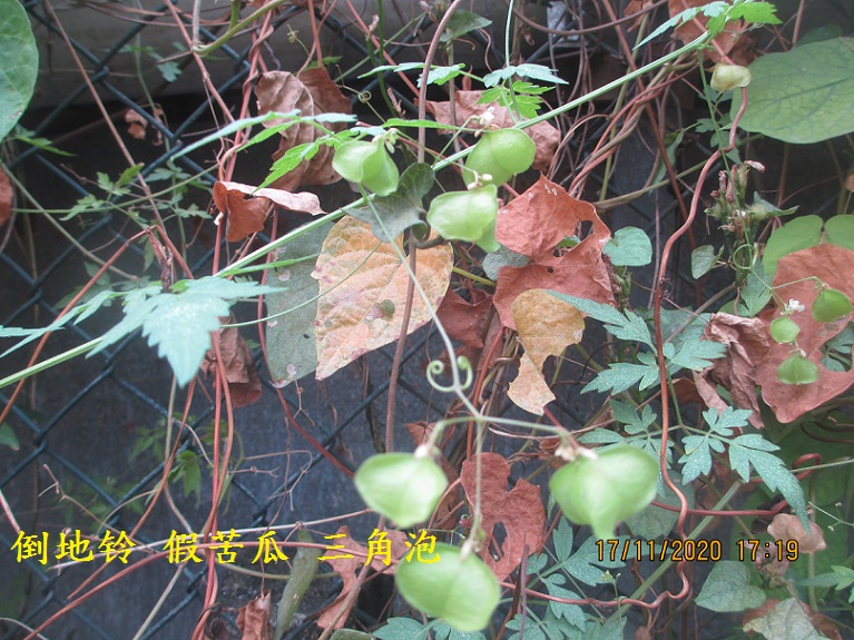 倒地铃 假苦瓜 三角泡