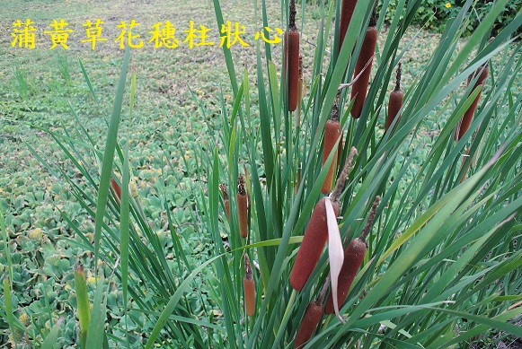 蒲黃草  花穗柱狀心