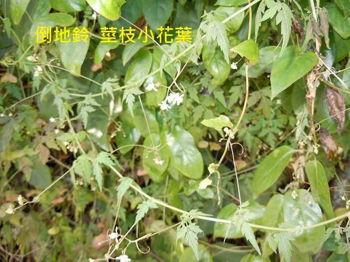 倒地鈴  莖枝小花葉