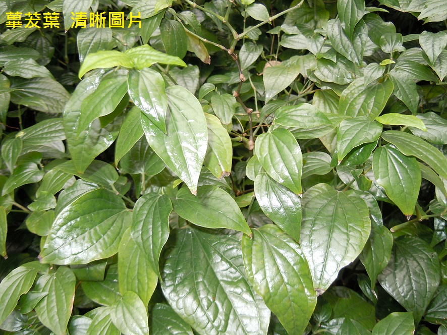 蓽茇葉  圖像
