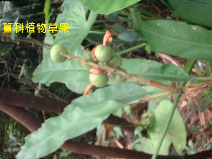 薑科植物  草果