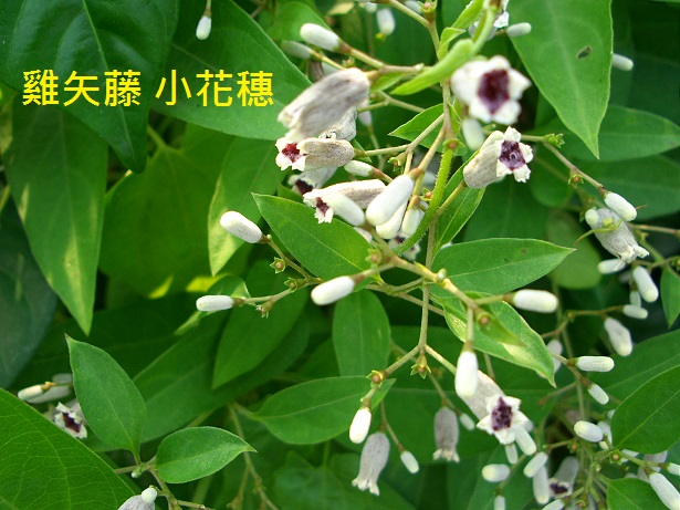 雞矢藤 小花穗