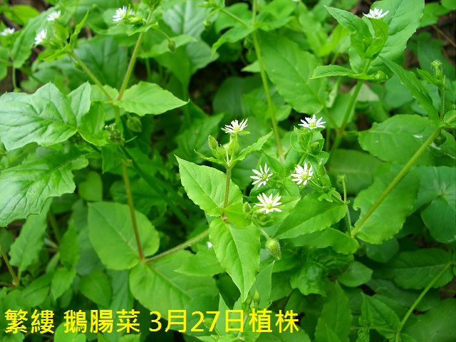 繁縷 鵝腸菜 3月27日植株