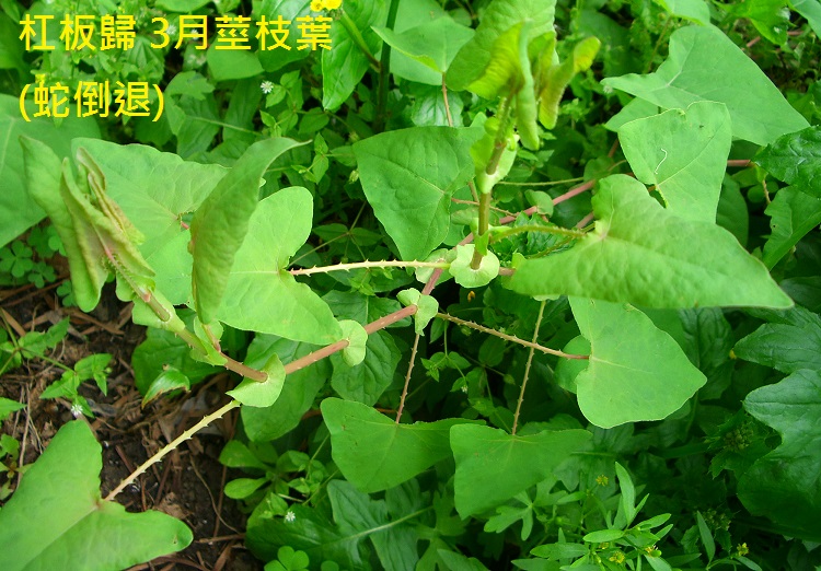 杠板歸   3月苗葉