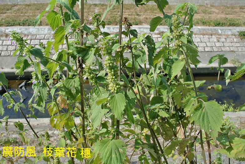 廣防風 枝葉花穗