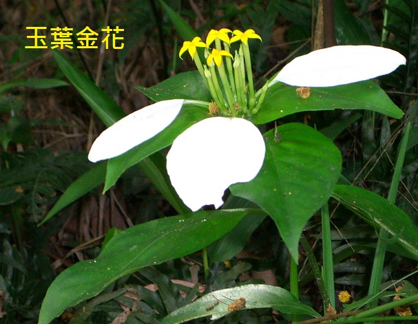 玉葉金花  圖像