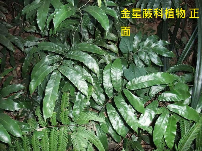 金星蕨科植物 正面