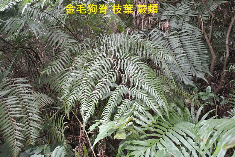 金毛狗脊 枝葉 蕨類