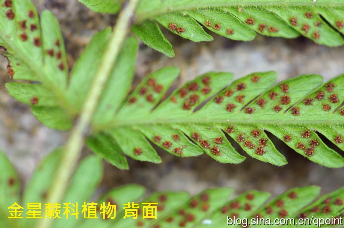 金星蕨科植物 背面