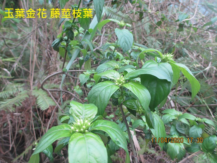 玉葉金花 藤莖枝葉