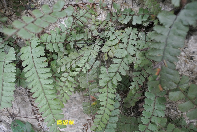 鐵線蕨 植物