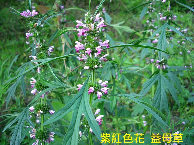 紫紅色花  益母草